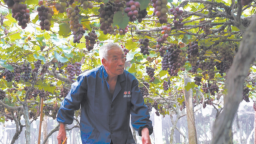 寧德蕉城洋中：葡萄“串”起致富路