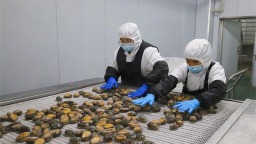 中國鮑魚之鄉福州連江持續吃透“一粒鮑”