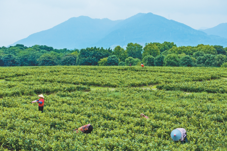 福州閩侯：把夏天“泡”進茉莉花香氣裏_fororder_微信截圖_20250605092731