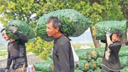 寧德福鼎：1.8萬畝蠶豆喜迎豐收