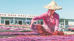 泉州永春：一縷傳世香 點燃百億産業夢