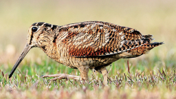 “網紅鳥”丘鷸現身廈門