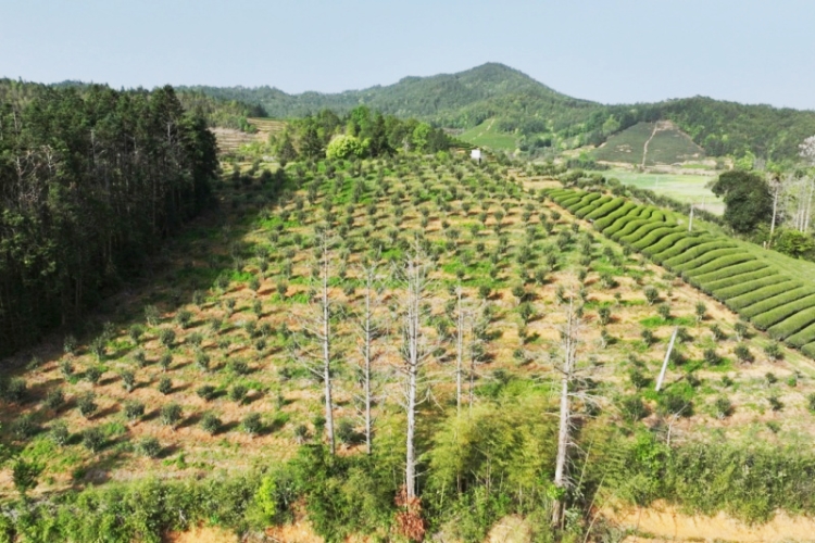 福建‌武夷山興田生態茶産業“以質突圍”的科技密碼_fororder_b653691decef4843b35081b3df0b2a7f.800x533.750x2147483647