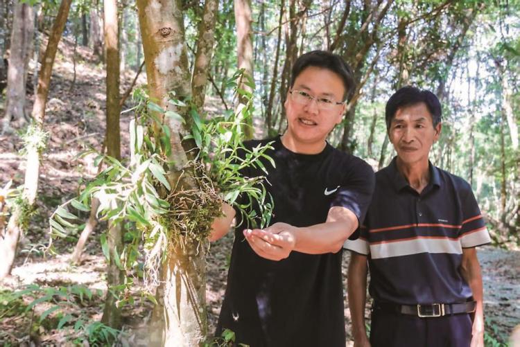 寧德福鼎：從“一片葉”到“林間百草”的掘金之旅