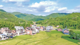寧德福鼎：小田並大田 荒地變良田