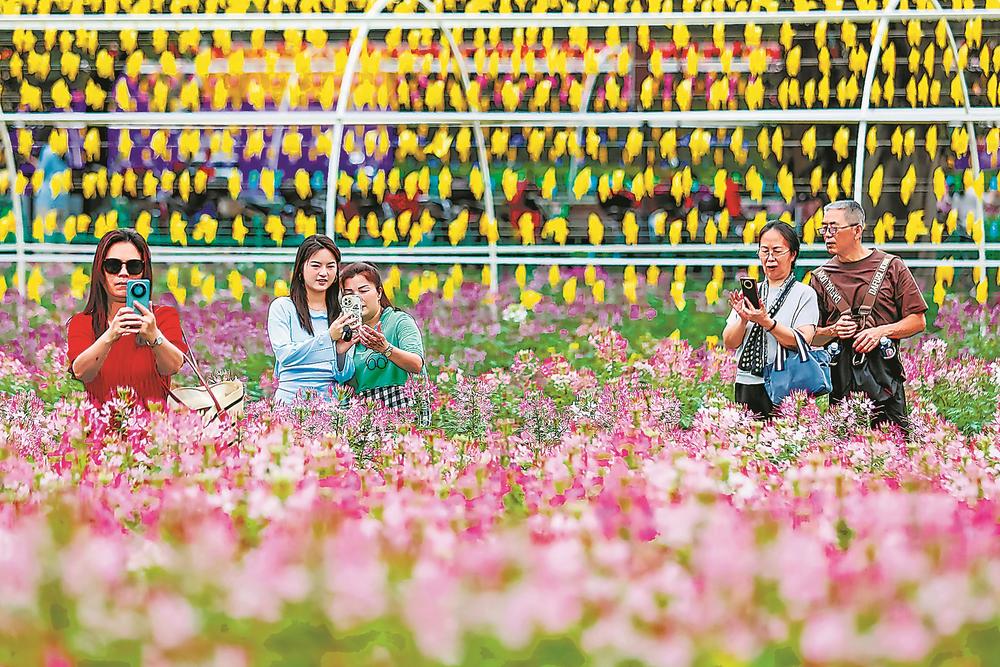 福州花海公園醉蝶花進入盛放期