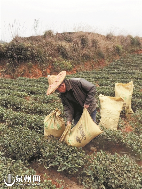 【茶業主推】【泉州】【移動版】【Chinanews帶圖】泉州茶葉出口實現“開門紅” 價格再度攀升