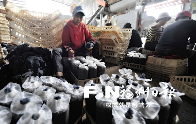 小菌菇撐起大産業 福州全方位打造現代農業食用菌全産業鏈