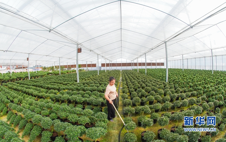 福建漳平：花木産業助農增收