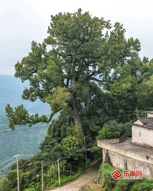 泉州傳統村落之安溪松岩村：千年古道走出香茗傳奇