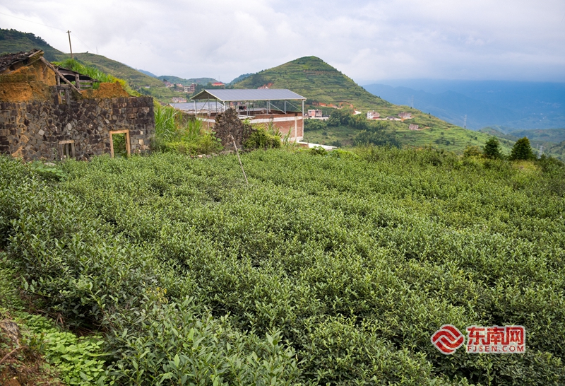泉州傳統村落之安溪松岩村：千年古道走出香茗傳奇