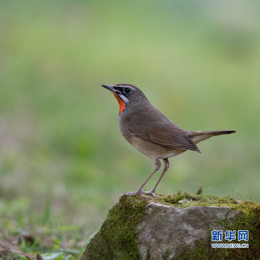 【焦點圖】【福州】【移動版】【Chinanews帶圖】紅喉獻歌
