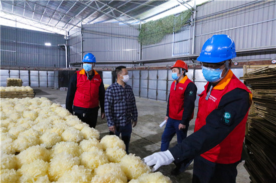 寧德古田供電公司助力食用菌加工企業復工生産