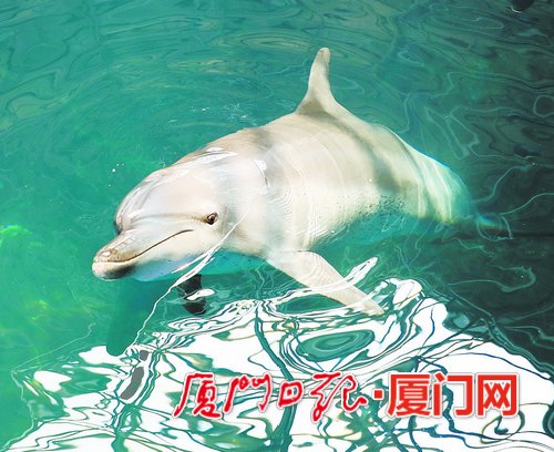 廈門首個無居民海島開發利用示範項目完工