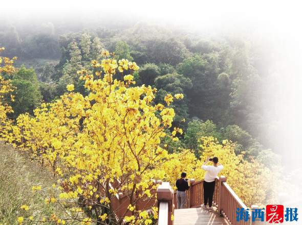 廈門海滄南北兩處公園繁花盛放 吸引市民前去欣賞