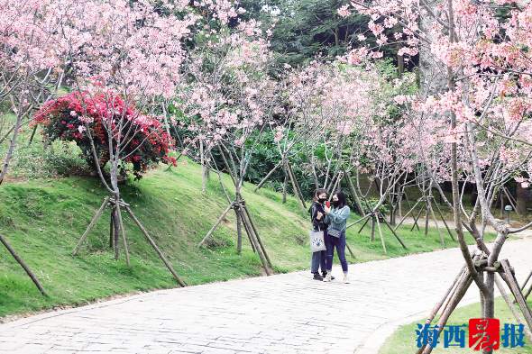 廈門海滄南北兩處公園繁花盛放 吸引市民前去欣賞