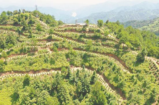 龍岩斜背茶：激活村民腳下的幸福路