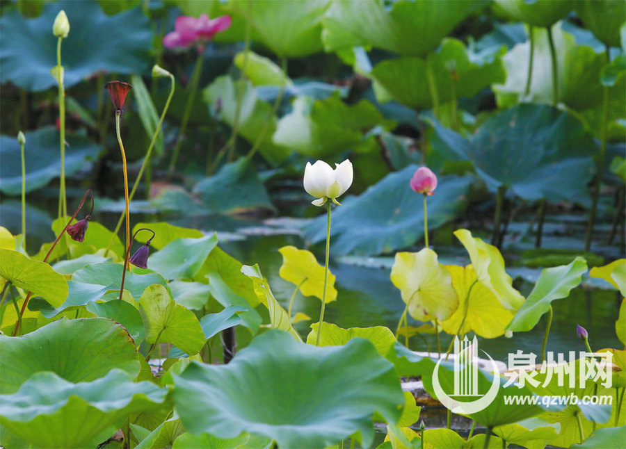 【焦點圖】【泉州】【移動版】【Chinanews帶圖】泉州東湖公園：荷塘月色七星拱