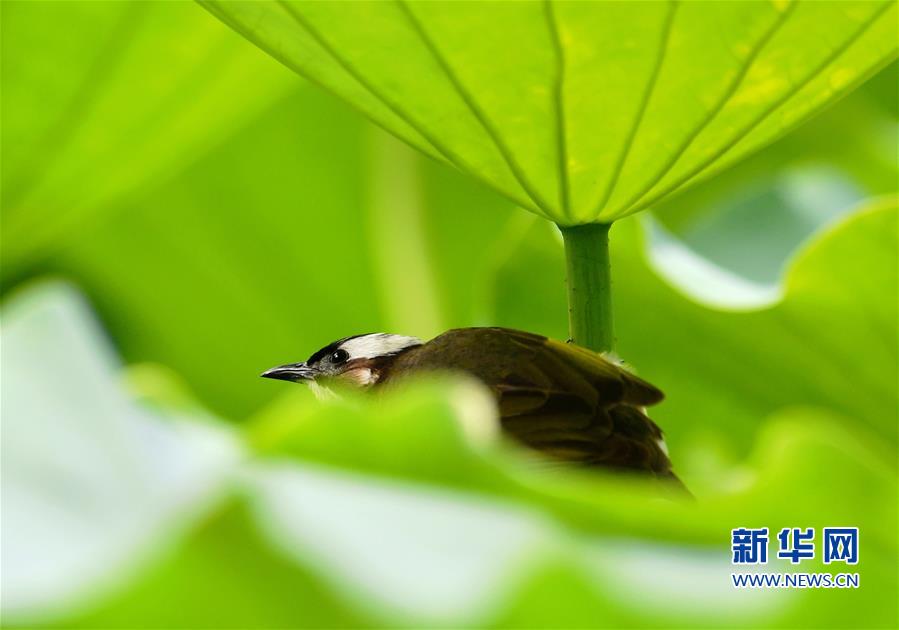 夏至：灼灼荷花瑞 蜜蜂鳥紛飛