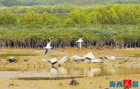 海洋綜合管理“廈門模式”獲讚 助力高顏值城市建設