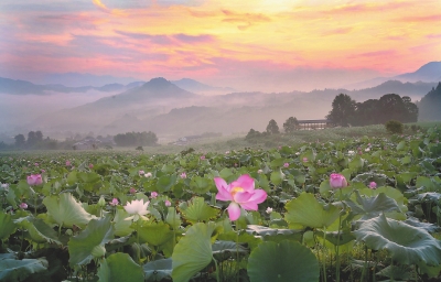 【滾動新聞】映日蓮花別樣紅