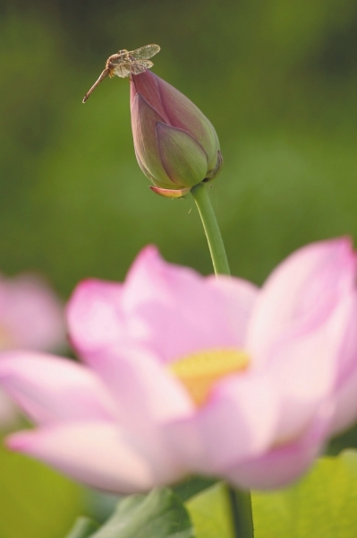 【滾動新聞】映日蓮花別樣紅