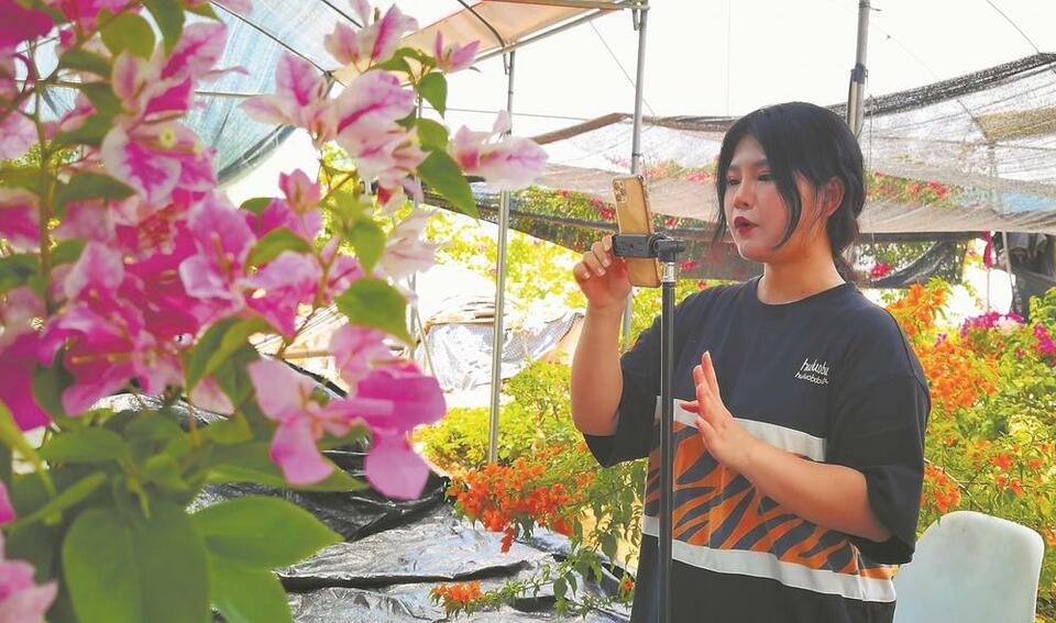 漳州：一株三角梅 撬動“美麗經濟”_fororder_b5746003-afd6-41d6-b820-e93cef6d3bb6