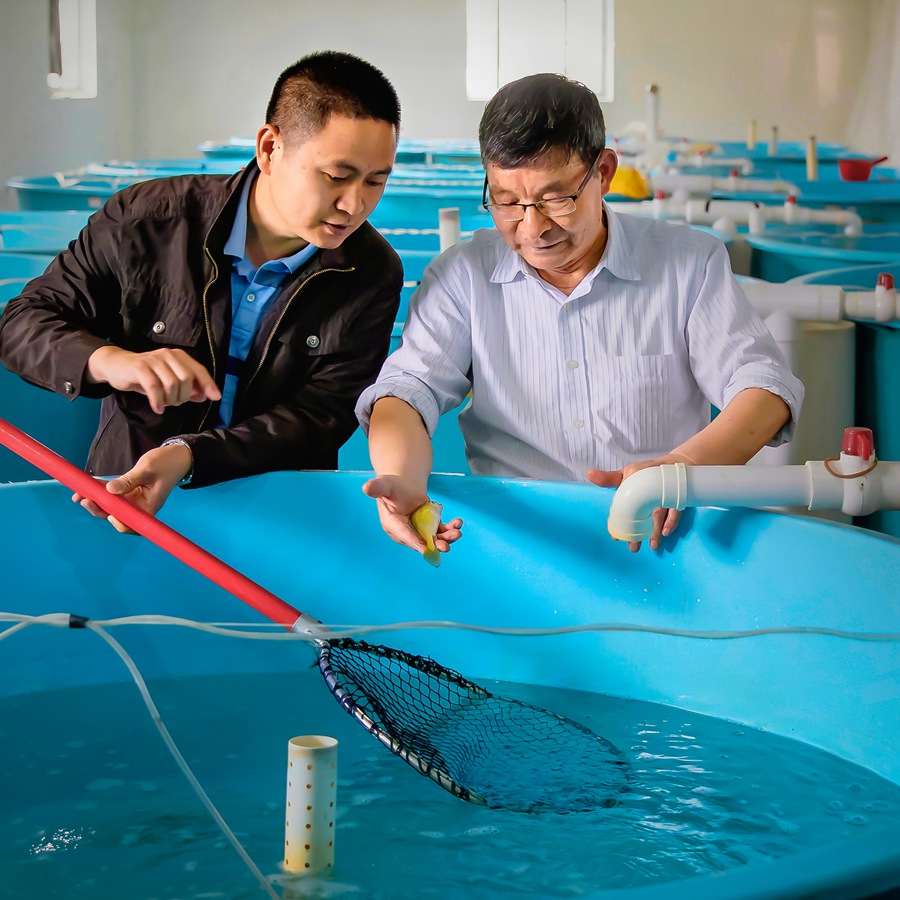讓大黃魚遊出産業富民新高度 寧德蕉城區大力實施“國魚計劃”