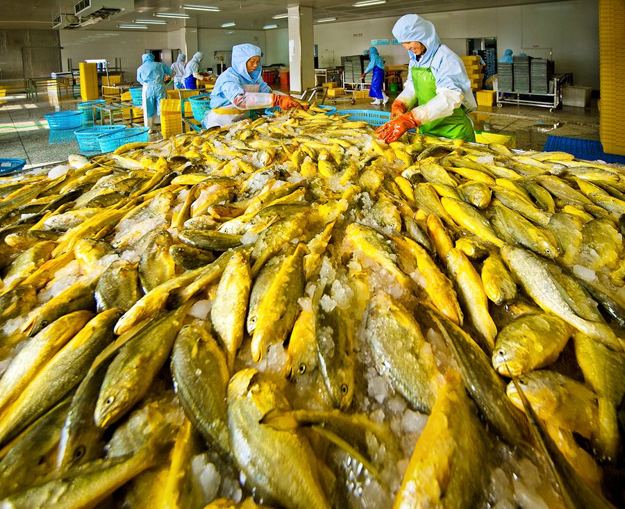 讓大黃魚遊出産業富民新高度 寧德蕉城區大力實施“國魚計劃”