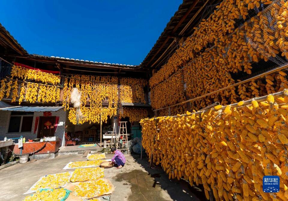 福建南靖：玉米豐收 土樓變“金”樓