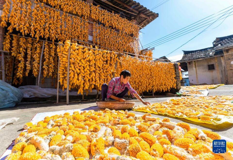 福建南靖：玉米豐收 土樓變“金”樓