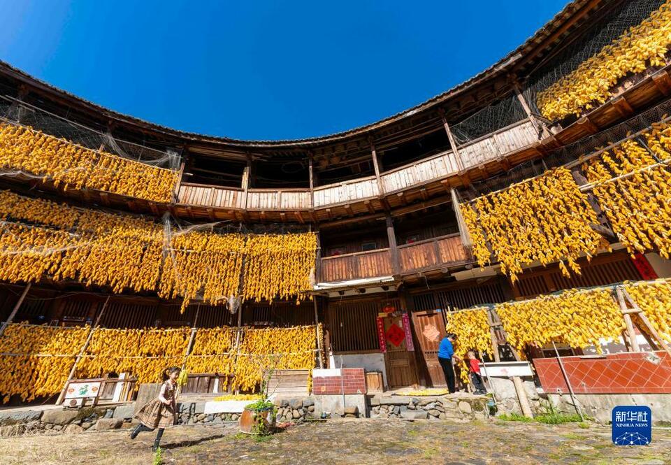 福建南靖：玉米豐收 土樓變“金”樓