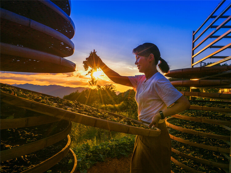 八閩文脈·風物 | 大田美人茶的茶事茶史
