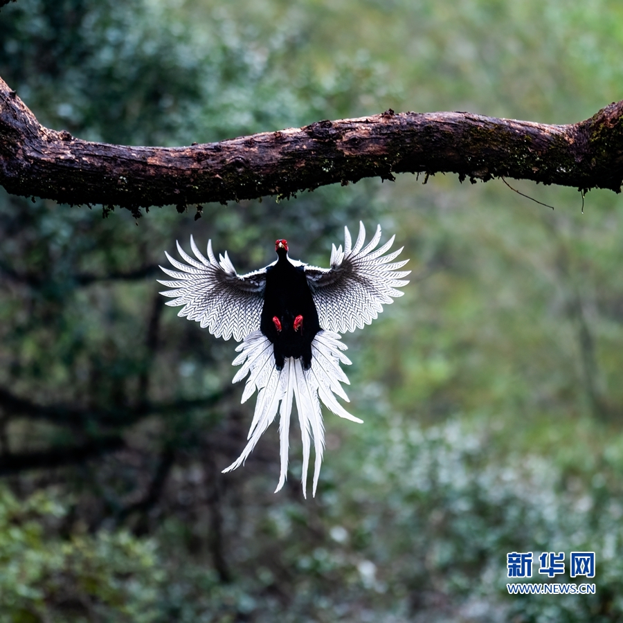 福建永安：山鄉生態美 白鷴舞翩躚