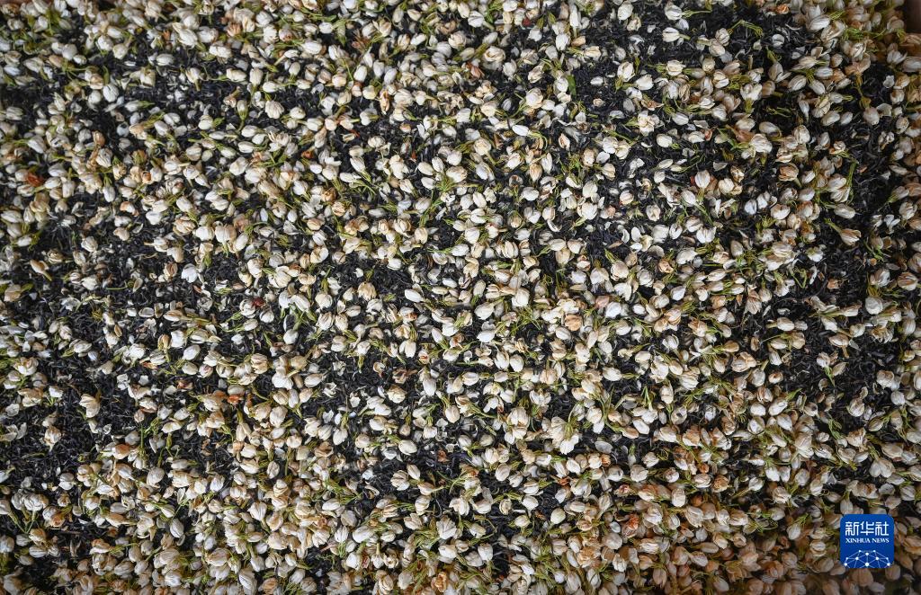 福州：茉莉花茶的傳統窨制工藝
