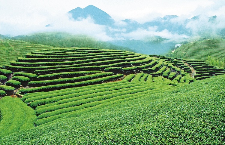 八閩文脈·風物 | 大田美人茶的茶事茶史