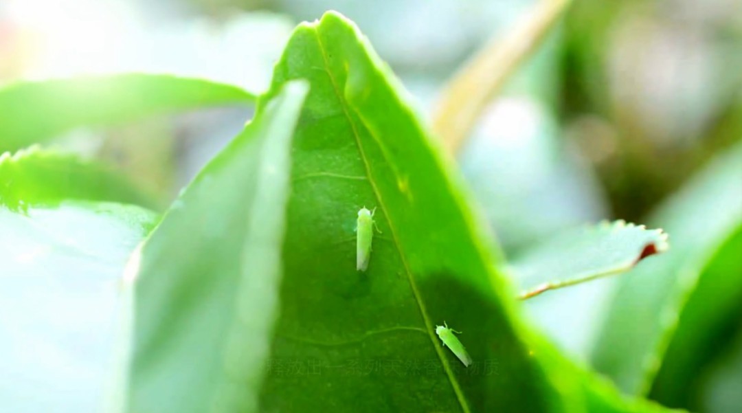 八閩文脈·風物 | 大田美人茶的茶事茶史