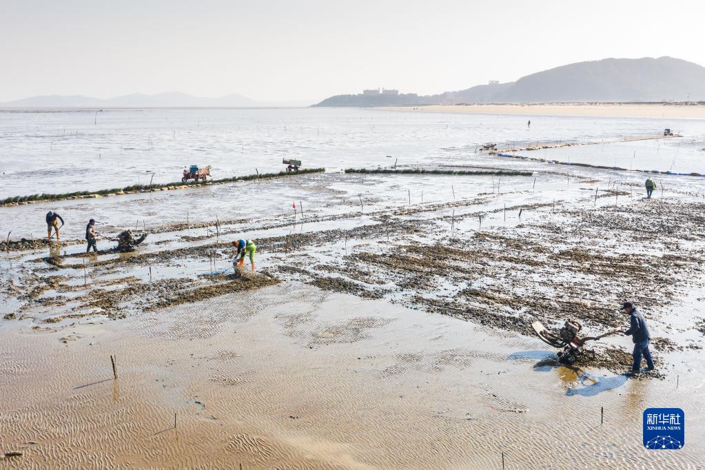 福州瑯岐島：海灘種蟶忙