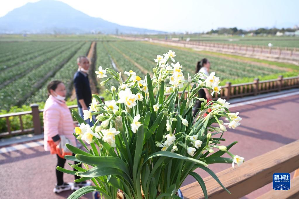 漳州“三花”香飄海外