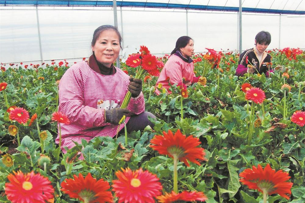 龍岩連城：鮮切花熱銷滬穗_fororder_d5d2f117-c799-4ce6-9ff7-0c29cfc81f25