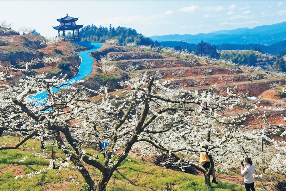 寧德古田縣5200多畝芙蓉李花競相開放_fororder_微信圖片_20230227091334
