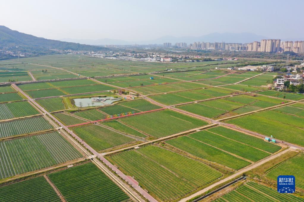 漳州“三花”香飄海外