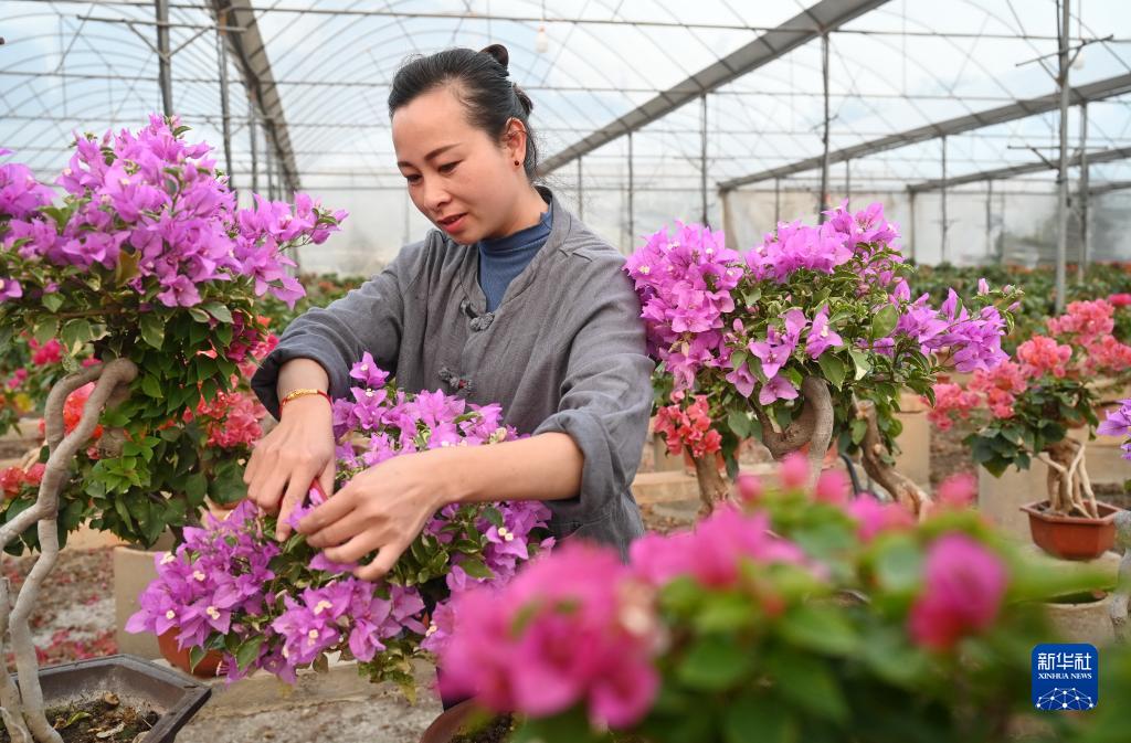 漳州“三花”香飄海外
