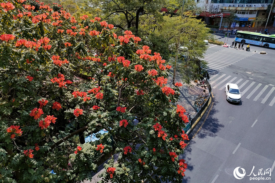 紅花綠樹鶯亂啼 廈門街頭火焰木花朵盛放