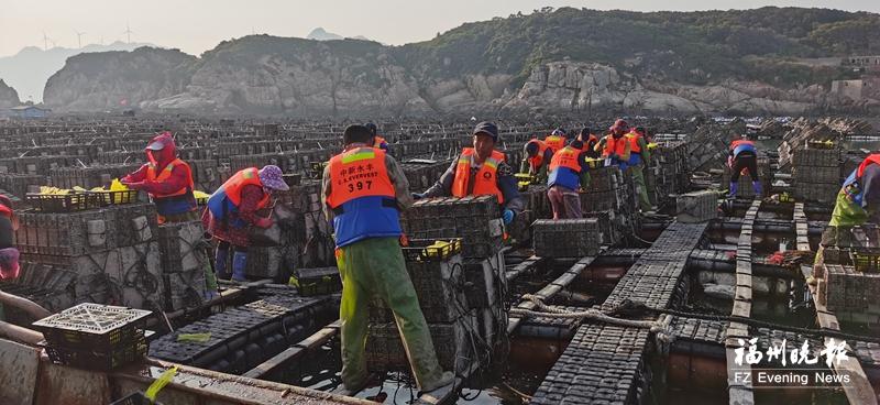 福州連江20億粒鮑魚苗種陸續入海_fororder_416604_d9c179bb-588d-4cb2-bcd2-b7aa49a9f344