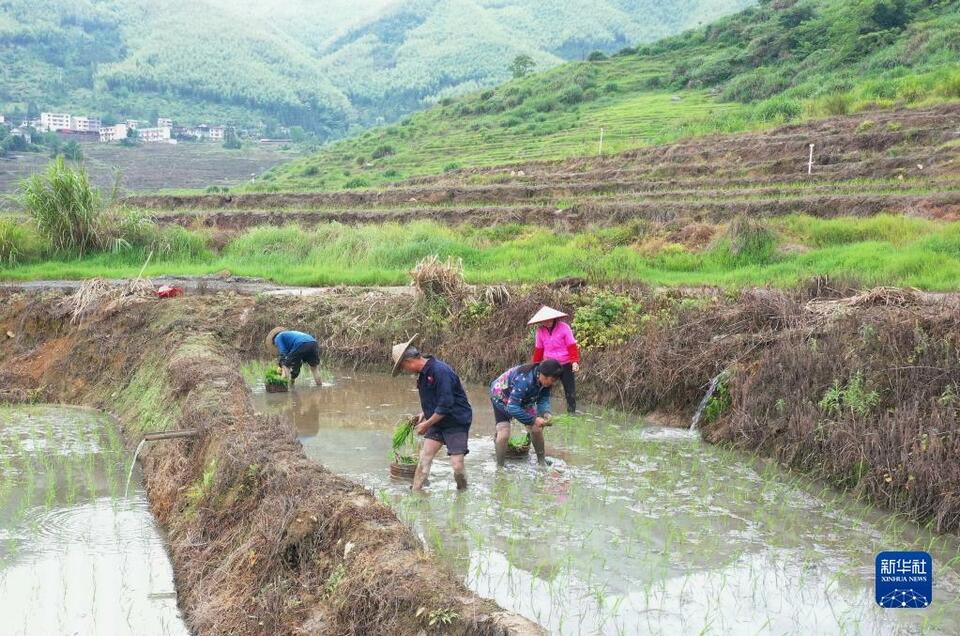 福建尤溪：聯合梯田重煥生機