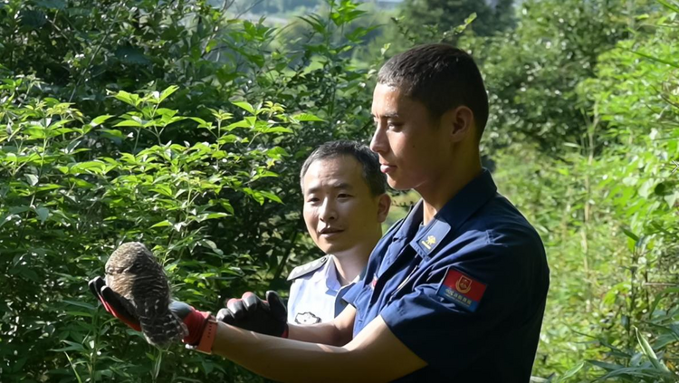 武夷山：公安消防協力救助受傷貓頭鷹_fororder_圖片3