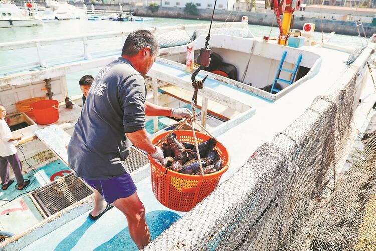 台灣地區石斑魚恢復輸入 首批活魚運抵福建東山港_fororder_fa7c4f5a-fa96-4125-b06f-ec361e1611e7