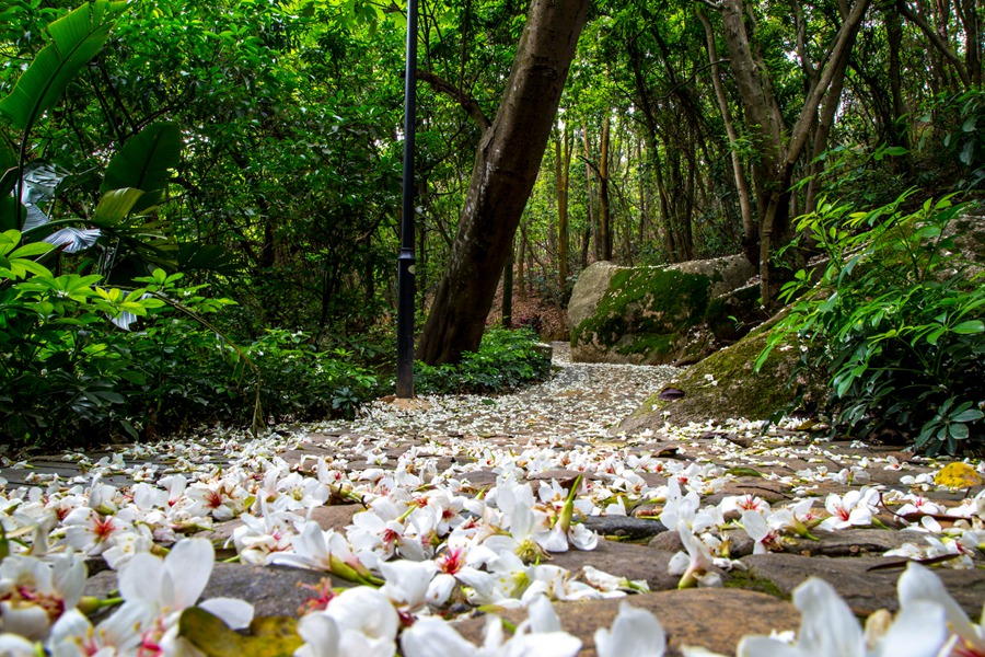 漳州開發區：雨後油桐開  春山花飛雪