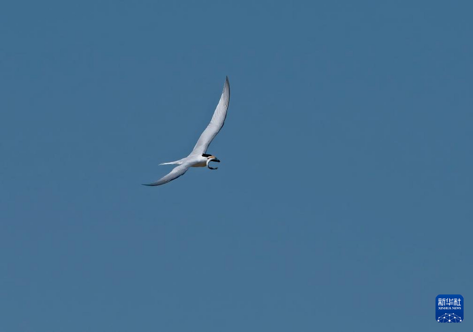 閩江河口濕地迎來“神話之鳥”中華鳳頭燕鷗